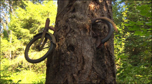 The bike in the tree mystery….